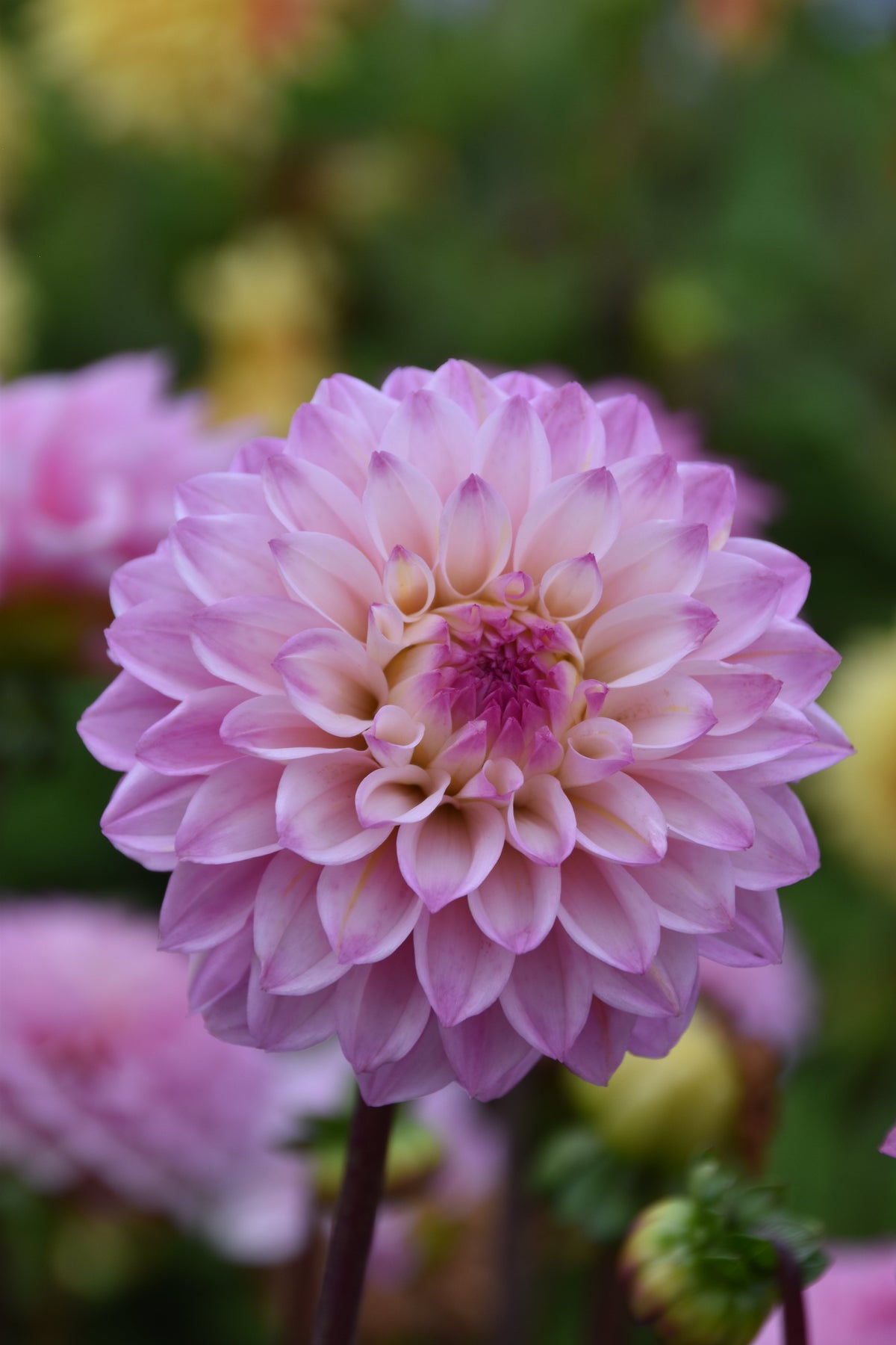 Dahlia Princess Laetitia