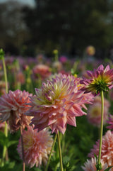 Dahlia Romantique