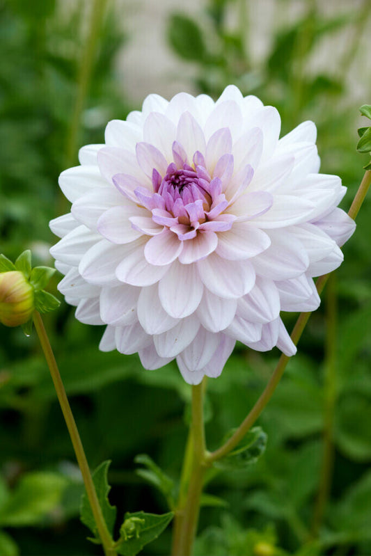 Dahlia Valentino