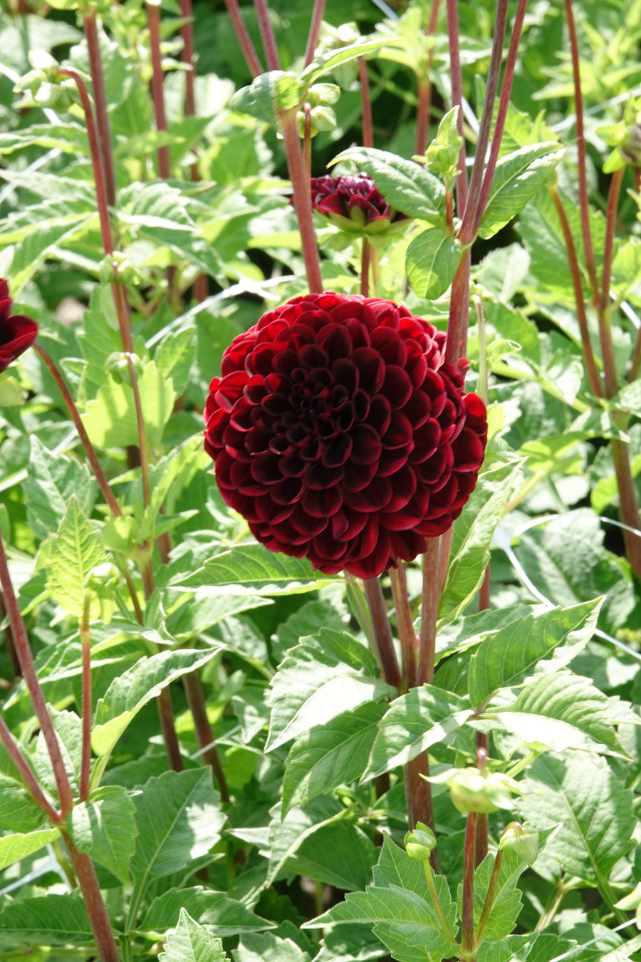 Dahlia Dark Spirit