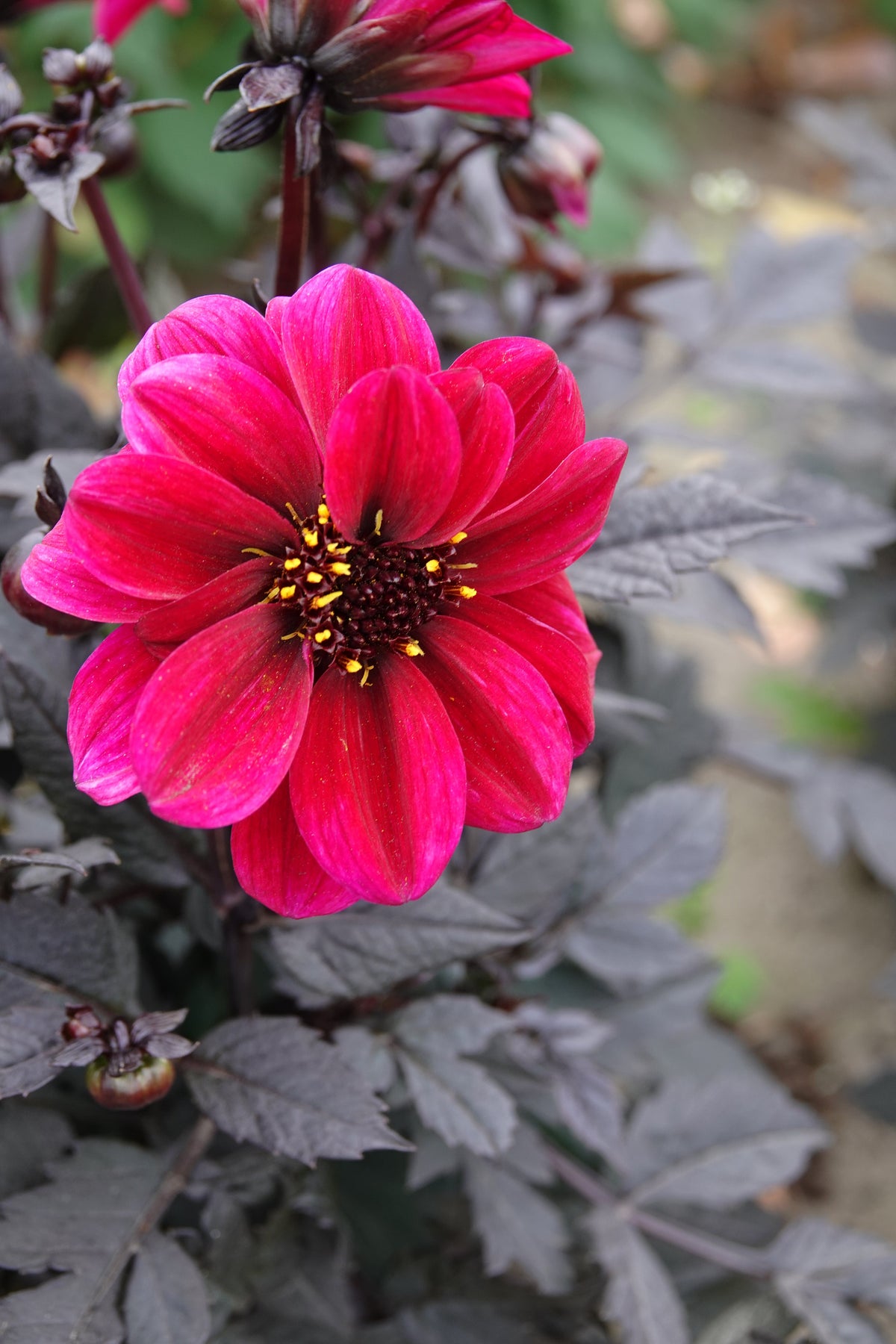 Dahlia Dracula