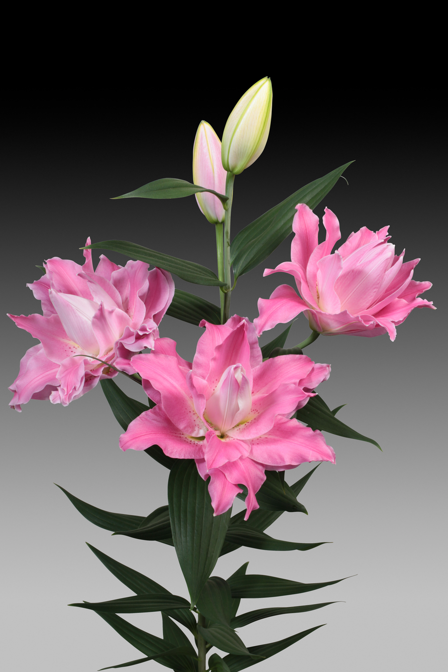 Lilium Dreamline
