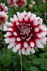 Dahlia Striped Duet