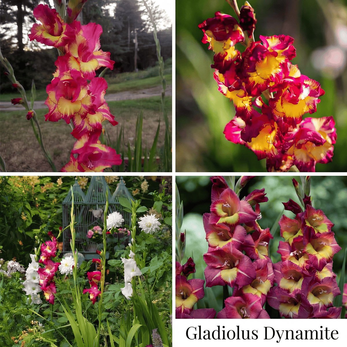 Gladiolus Summer Garden Collection
