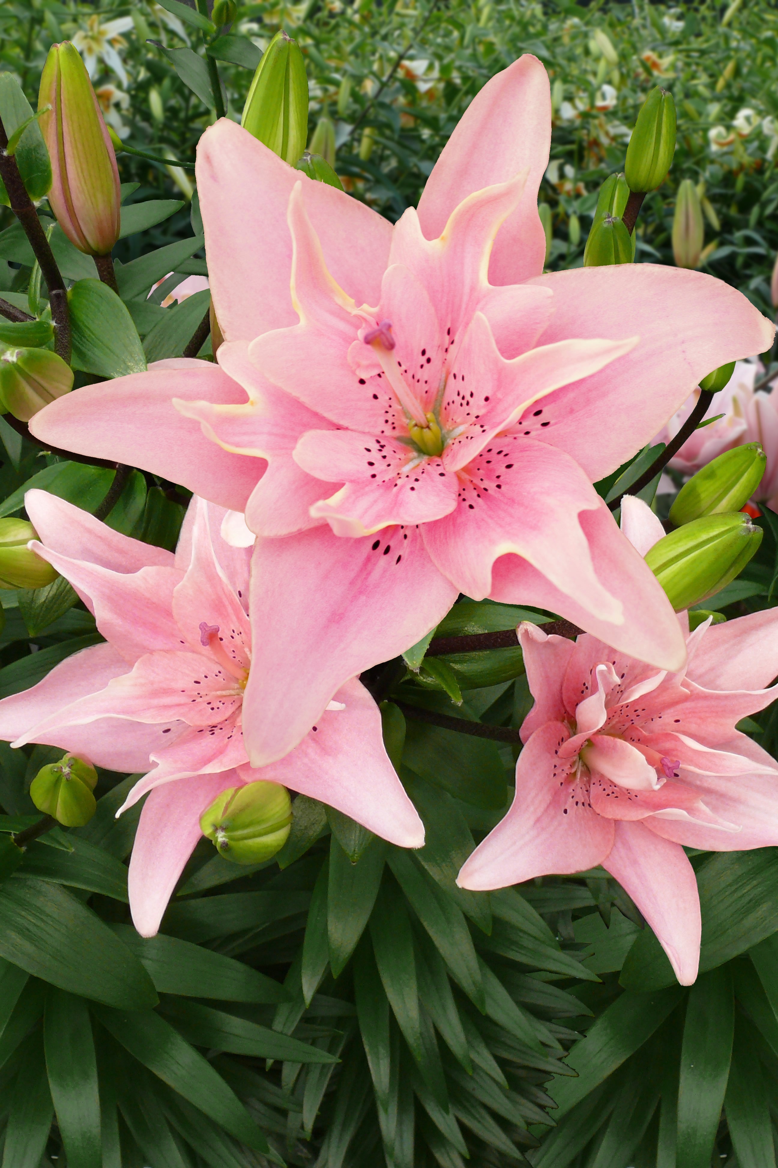 Lilium Elodie