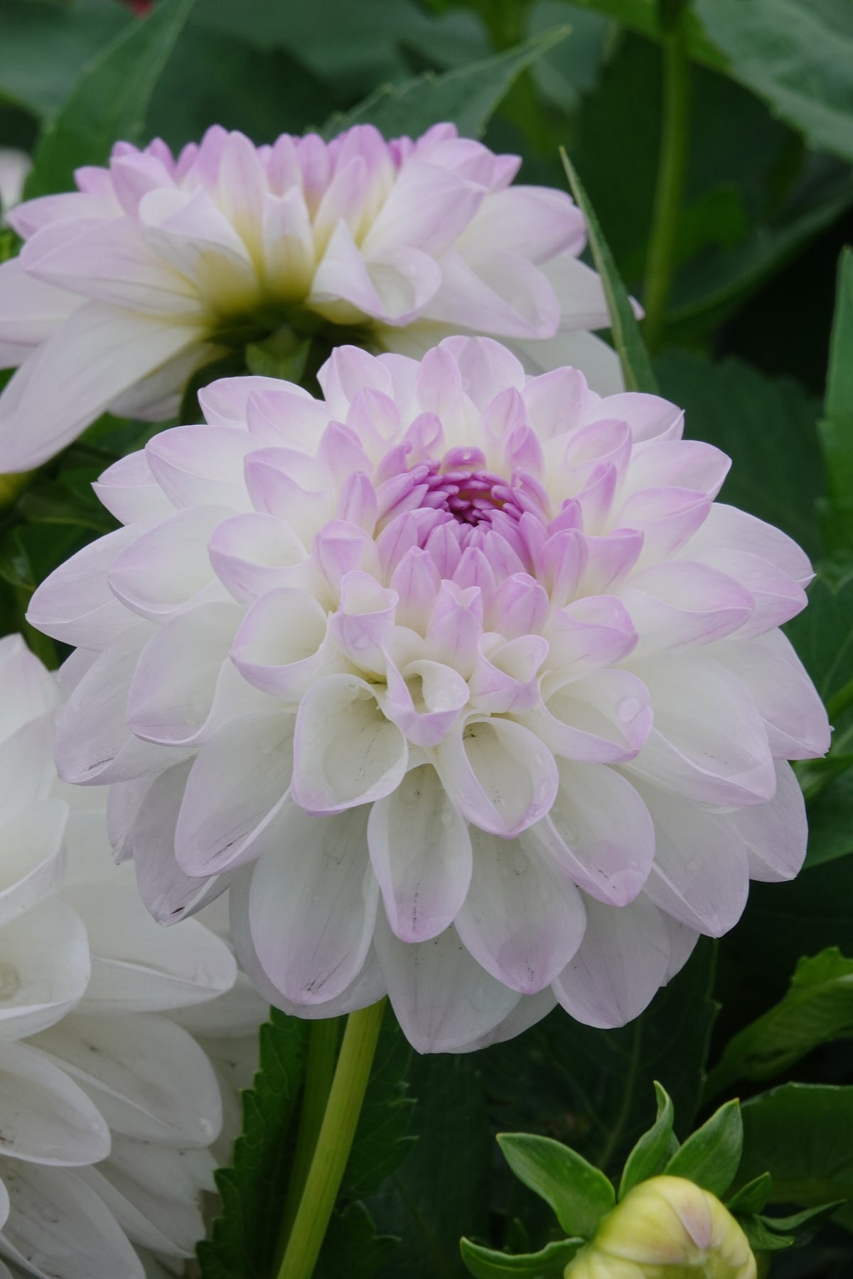 Dahlia Eveline
