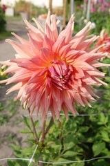 Dahlia Fairway Spur