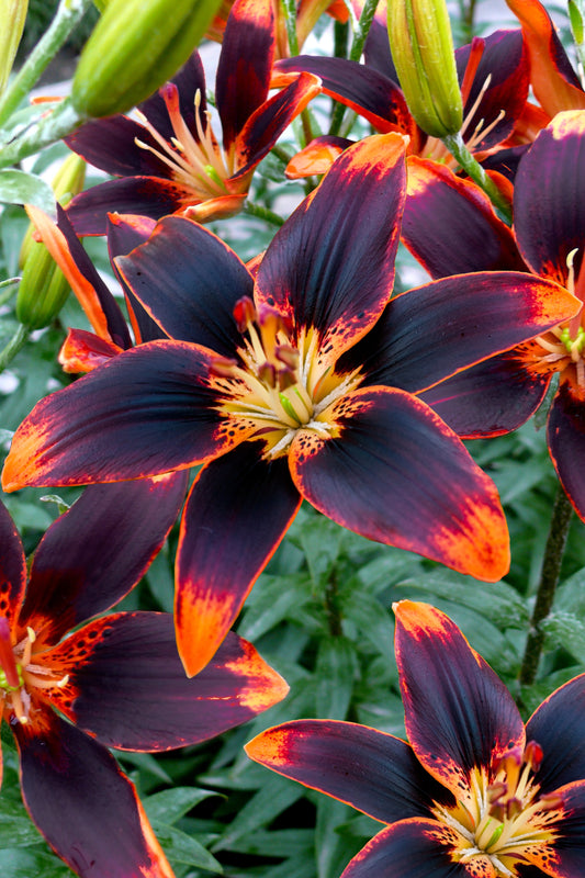 Lilium Forever Susan