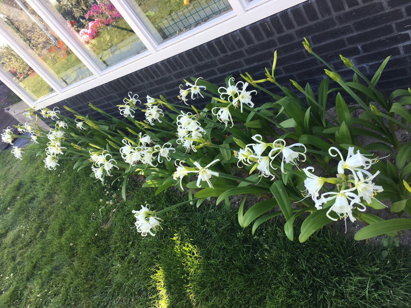 white rubrum lily Spec. Rubrum' Lilium Bulbs – White–Pink–Red (2 Bulbs) – BLOM