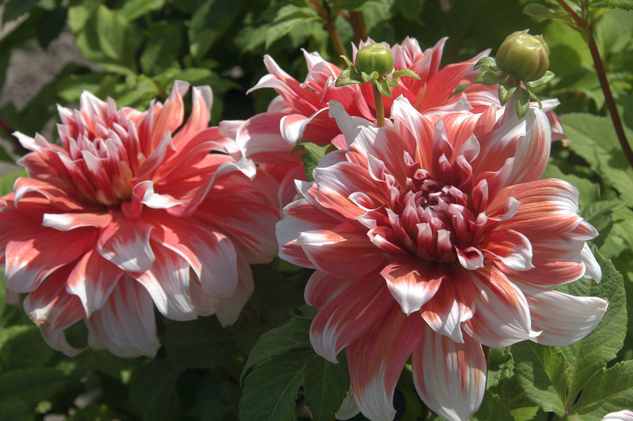 Dahlia Frost Nip