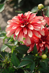 Dahlia Art Deco