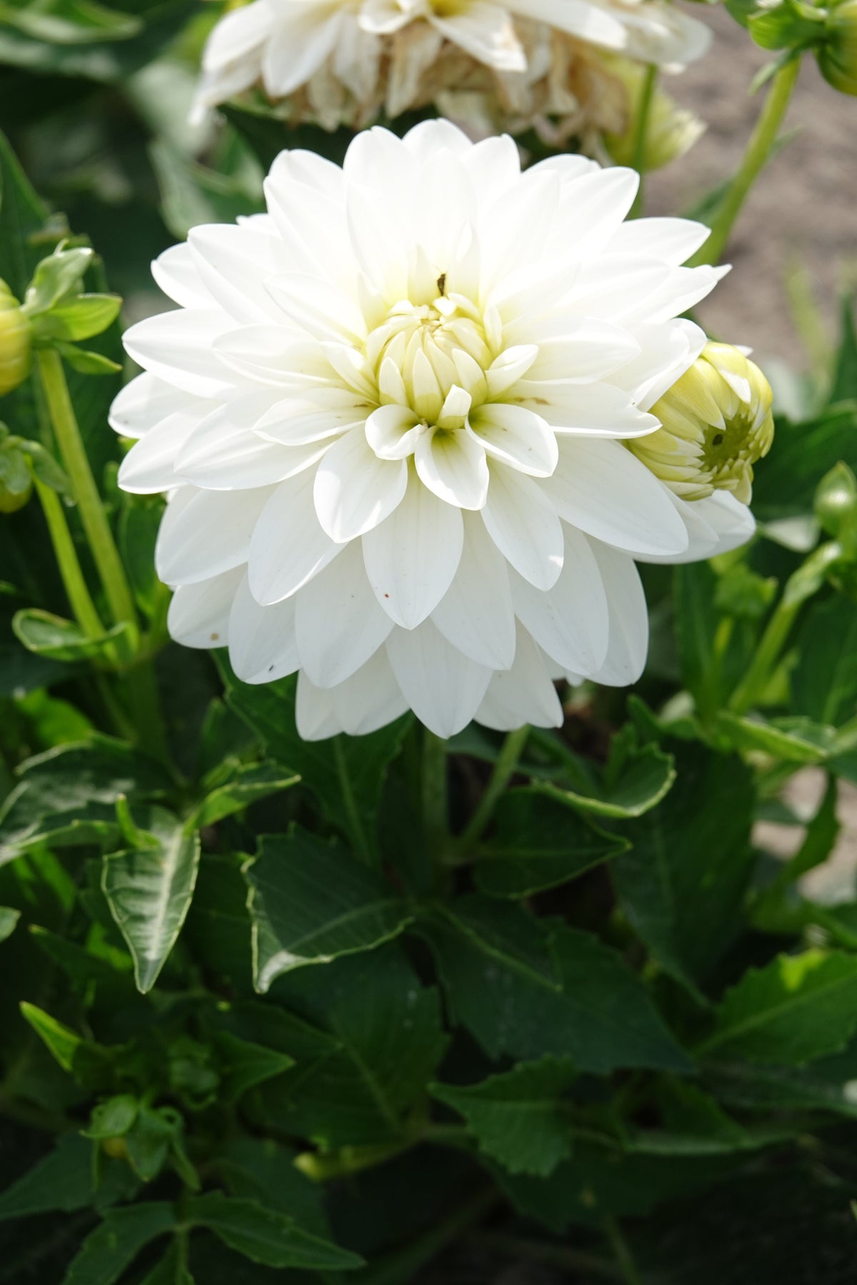 Dahlia Art Fair