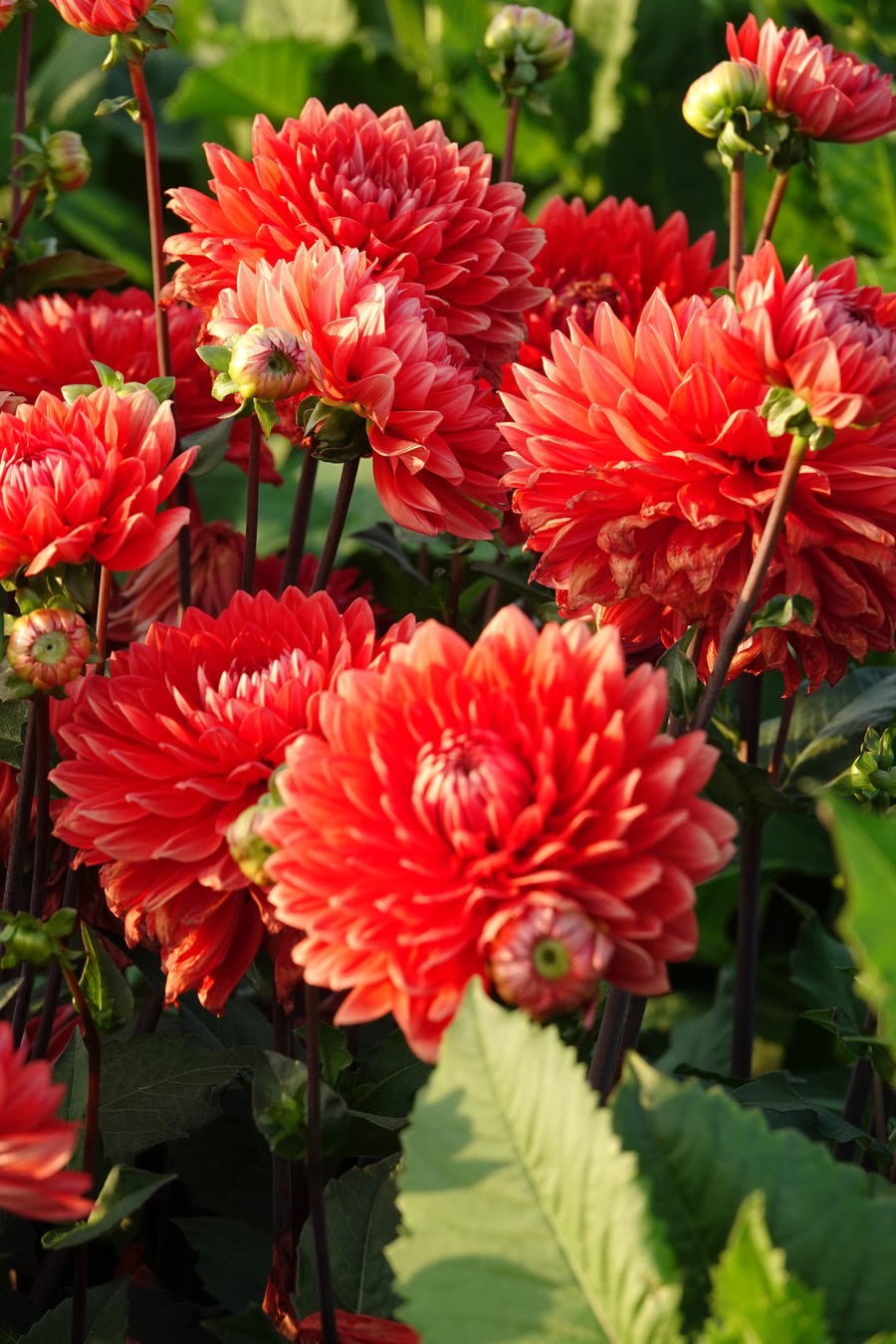 Dahlia Garden Wonder