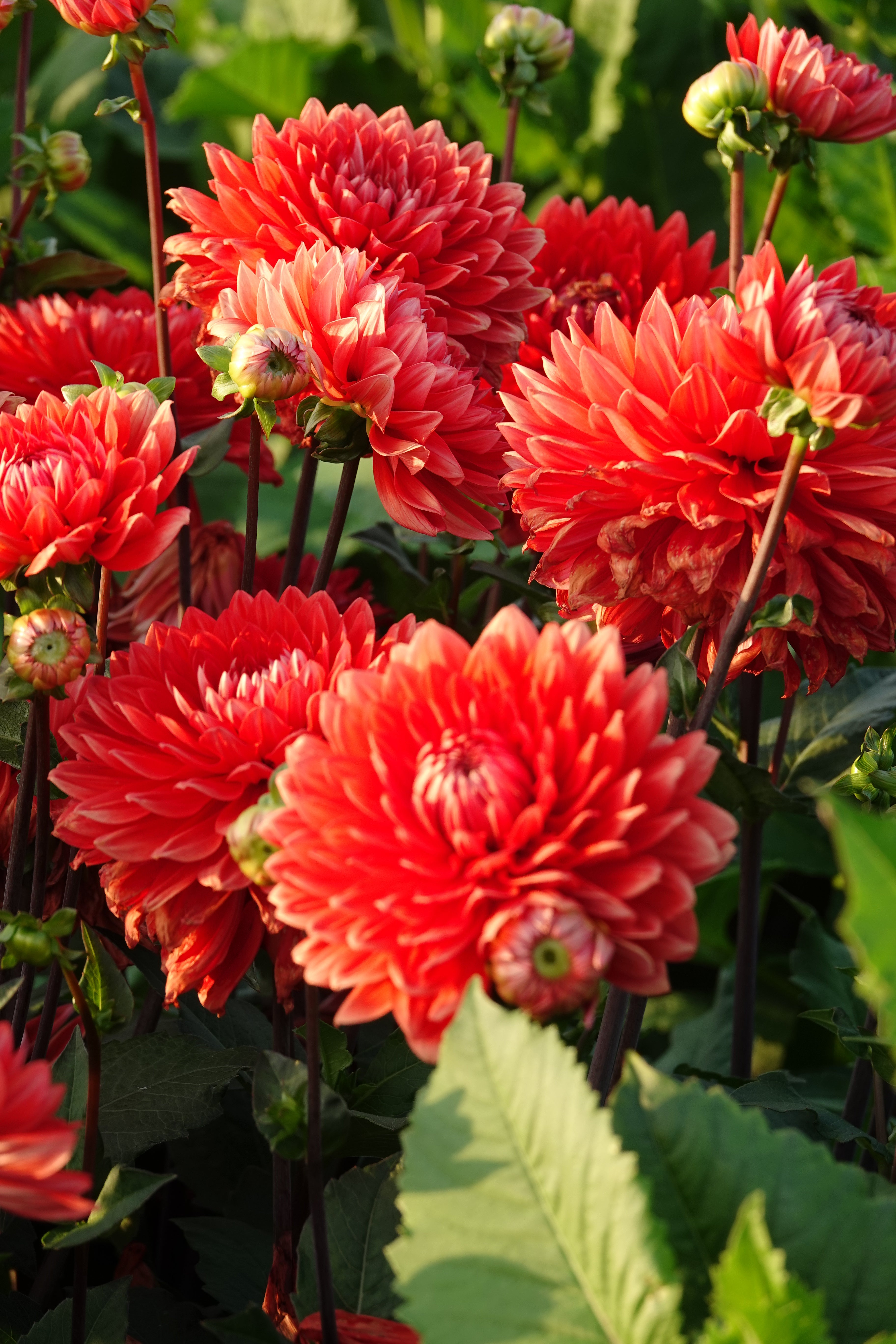 Dahlia Garden Wonder