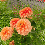 Dahlia Garden Jubilee