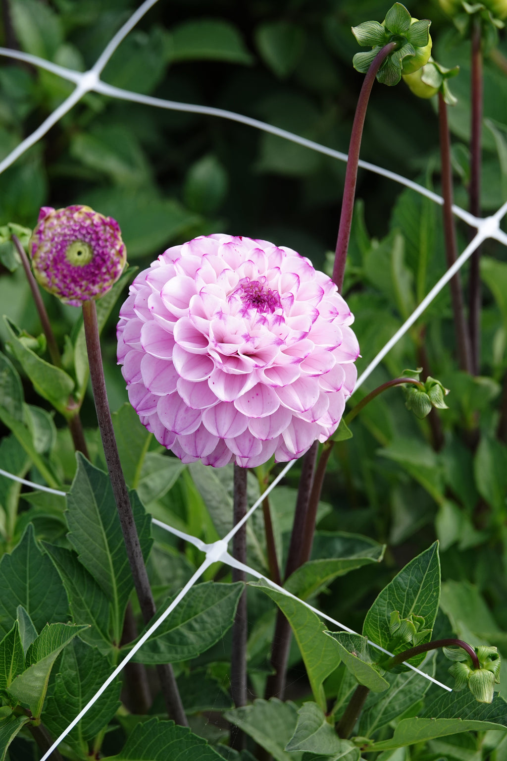 Dahlia Genova