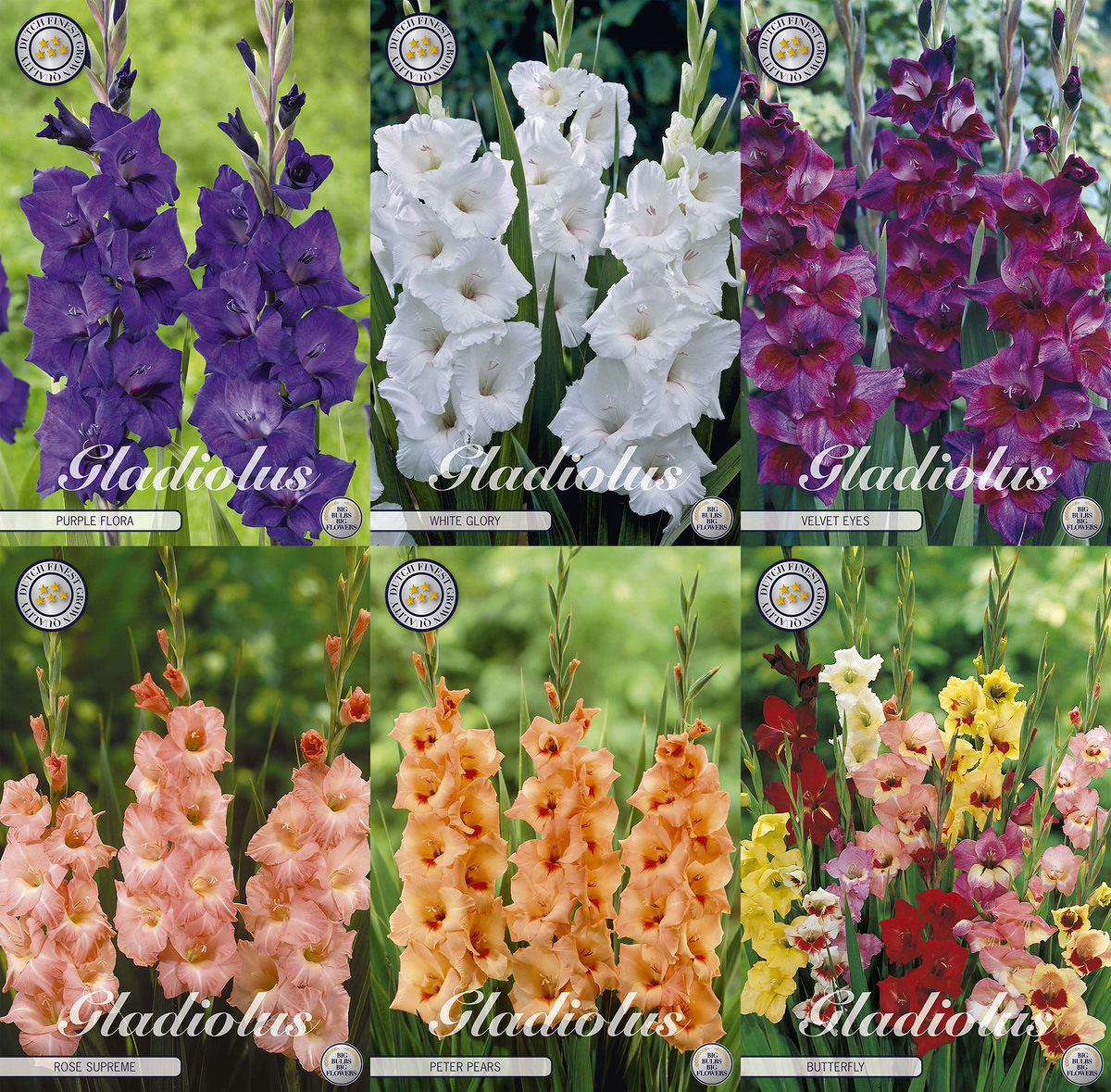 Gladiolus Colour Symphony