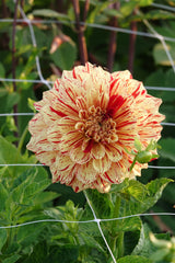 Dahlia Gloriosa