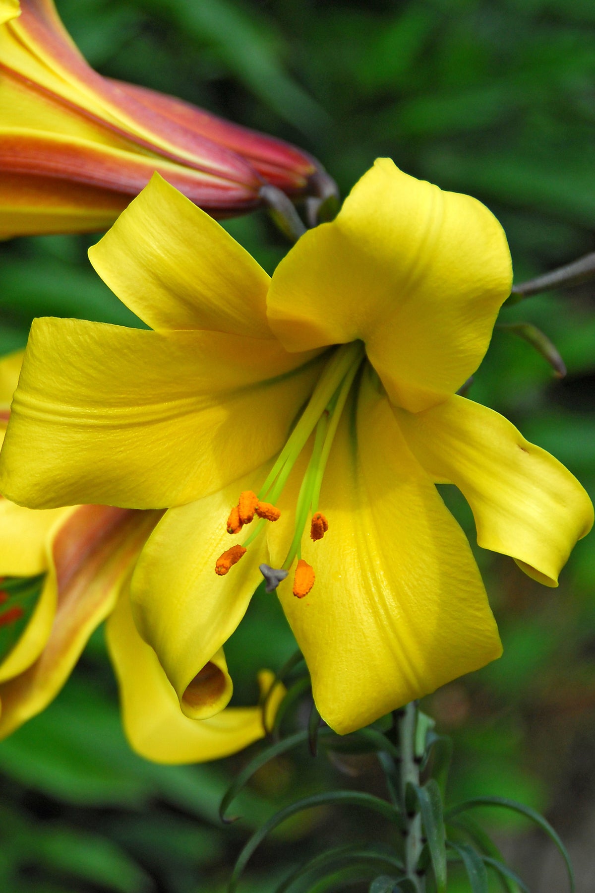 Lilium Golden Splendor