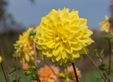 Dahlia Golden Emblem