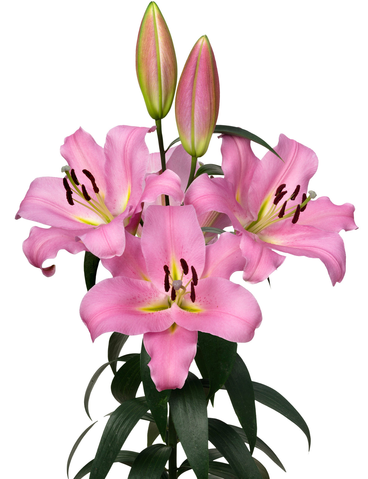 Lilium Gracefull