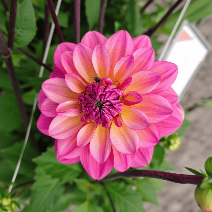 Dahlia Great Silence