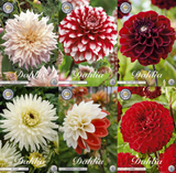 Collection Growing Love