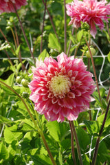 Dahlia Kogane
