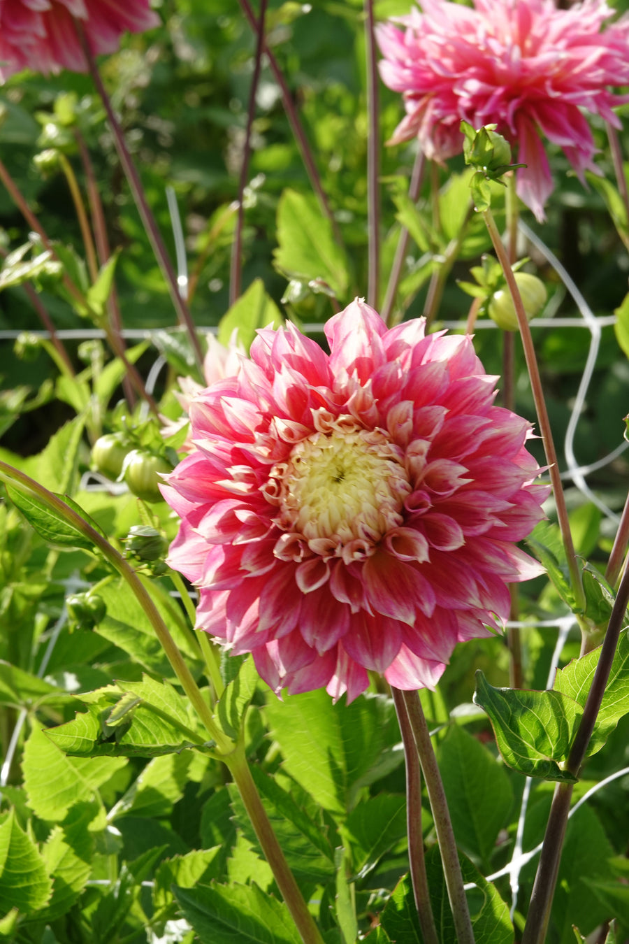Dahlia Kogane