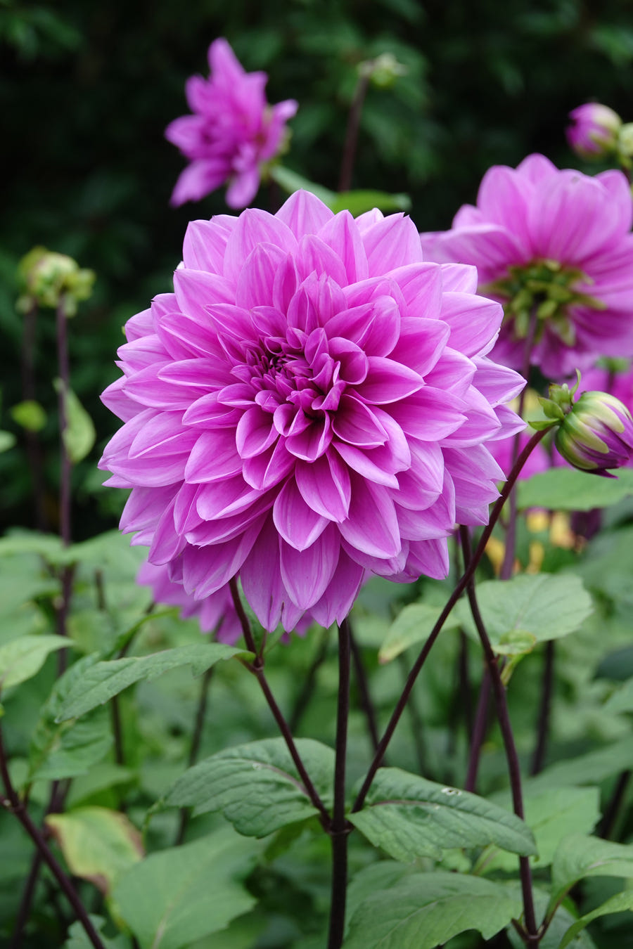 Dahlia Lilac Time