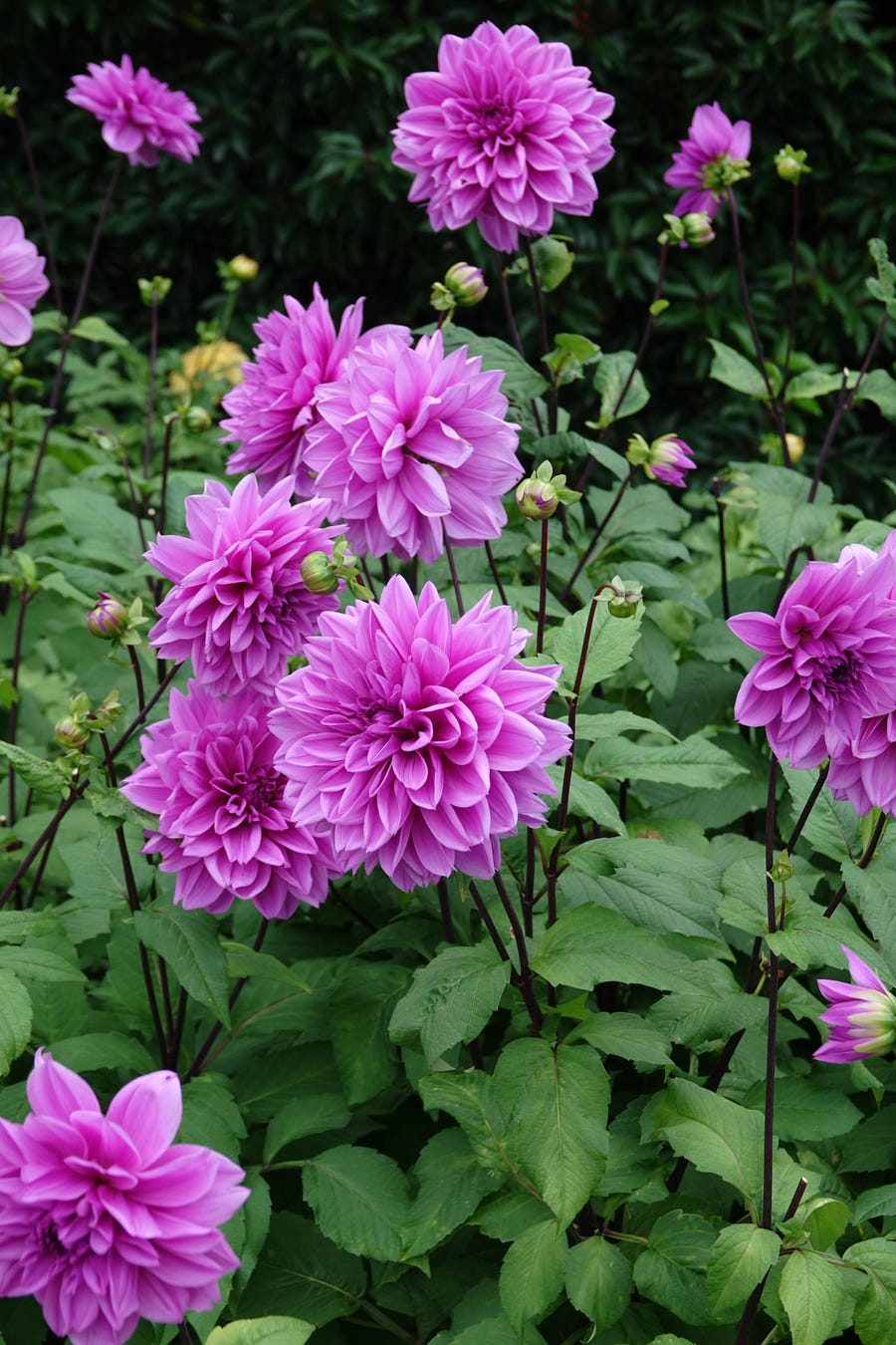 Dahlia Lilac Time
