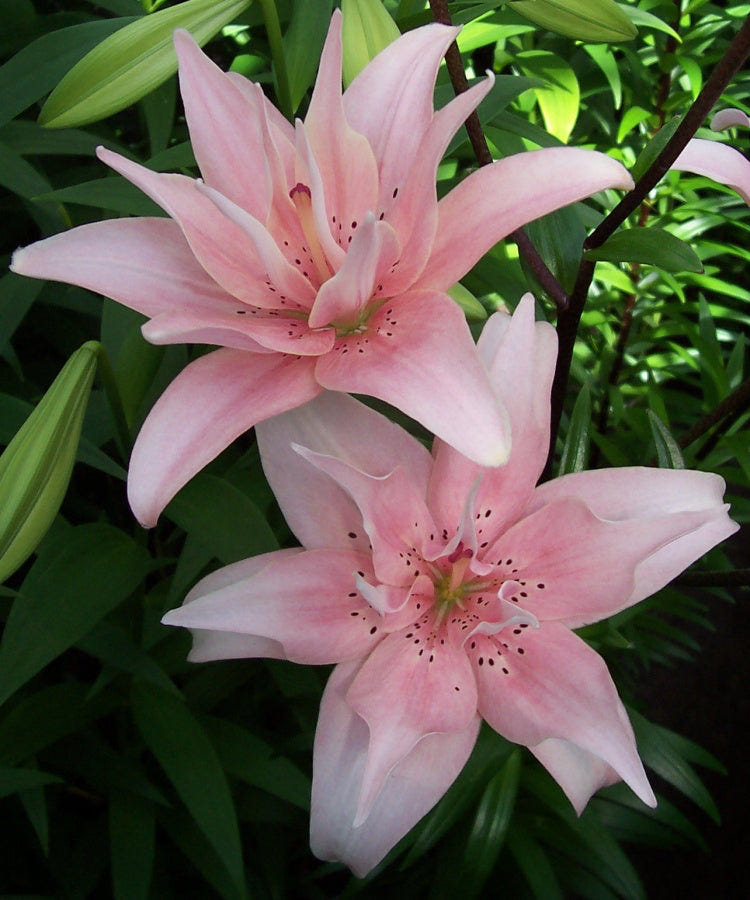 Lilium Elodie