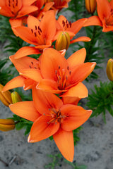 Lilium Orange Summer