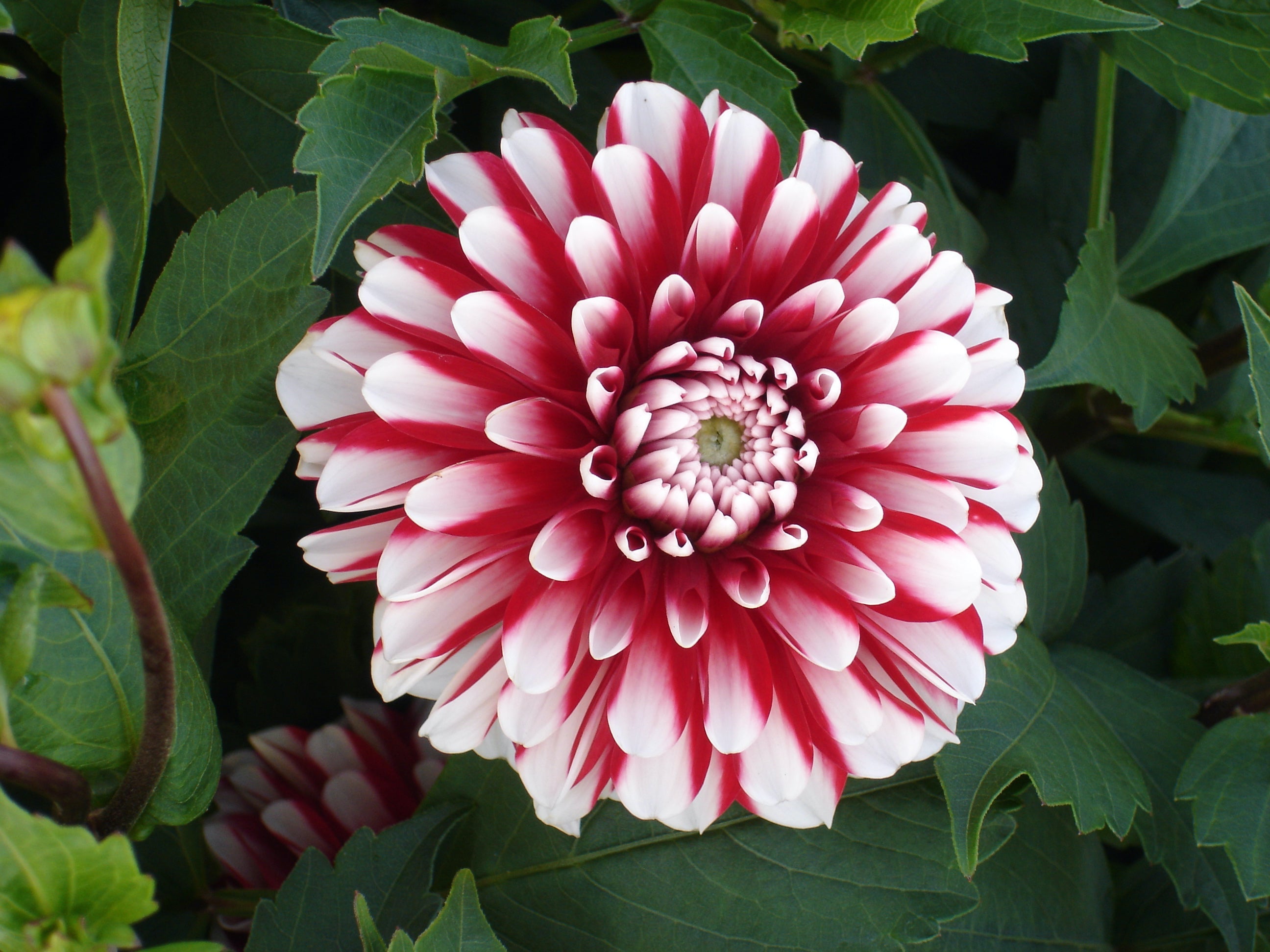 Dahlia Little Tiger
