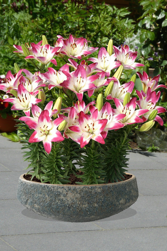 Lilium Lollypop