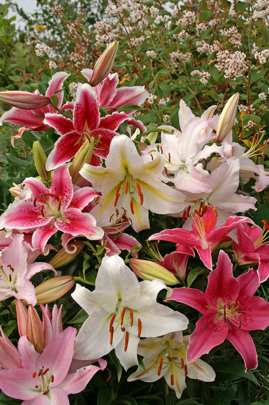 Lilium Oriental Mixed