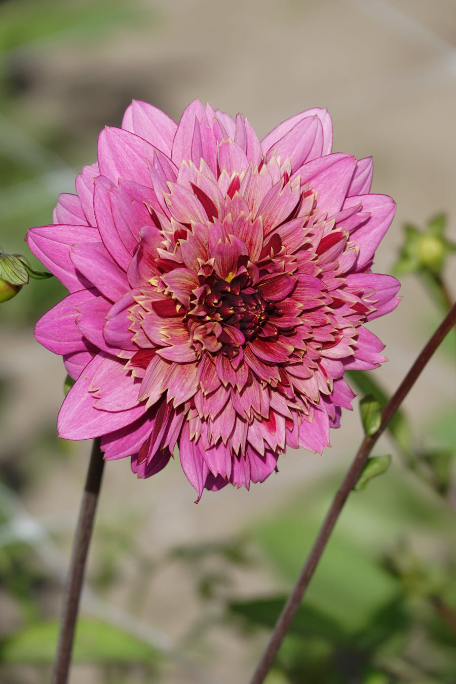 Dahlia Mambo
