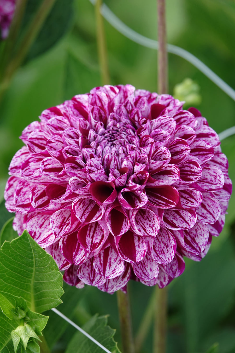 Dahlia Marble Ball