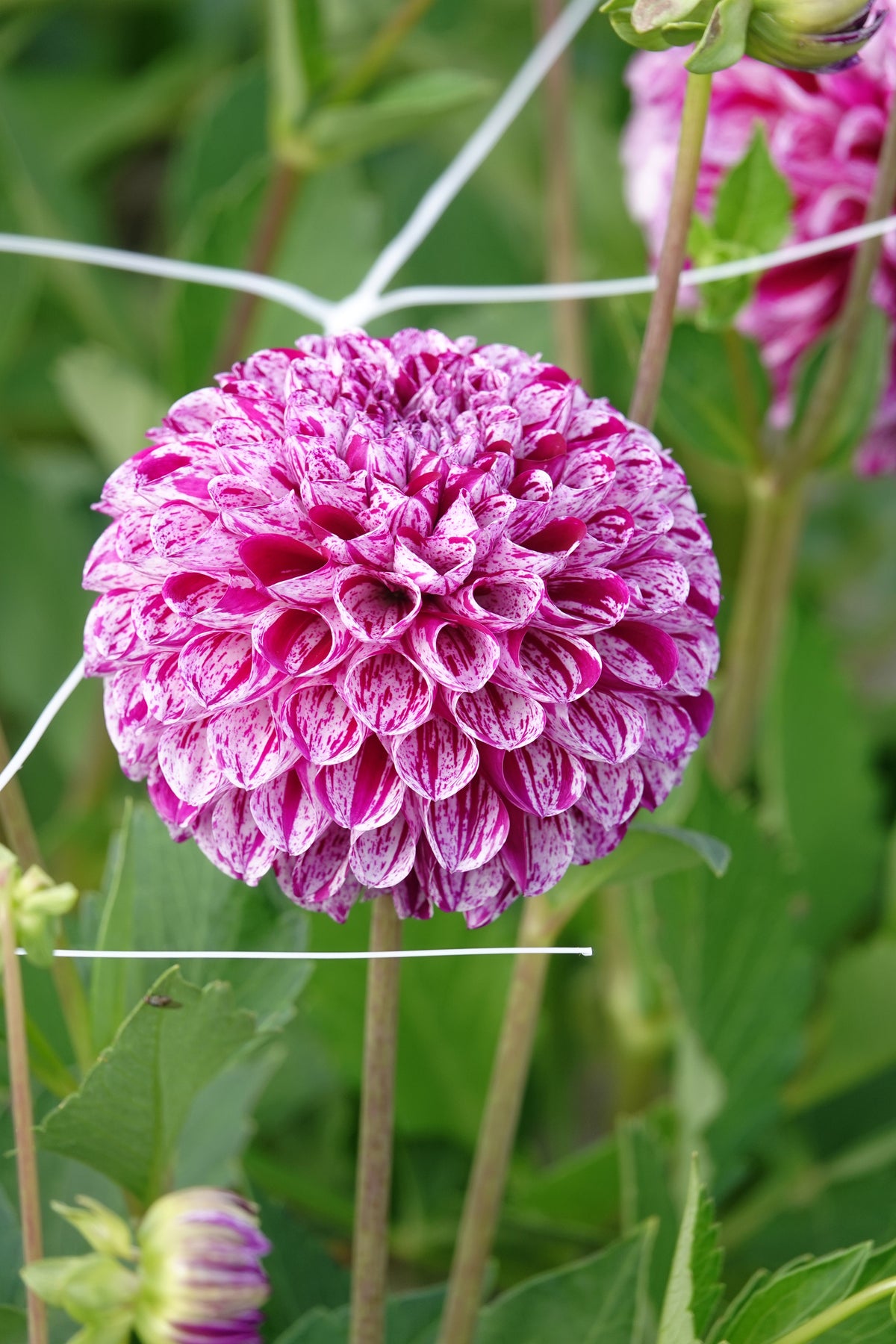 Dahlia Marble Ball
