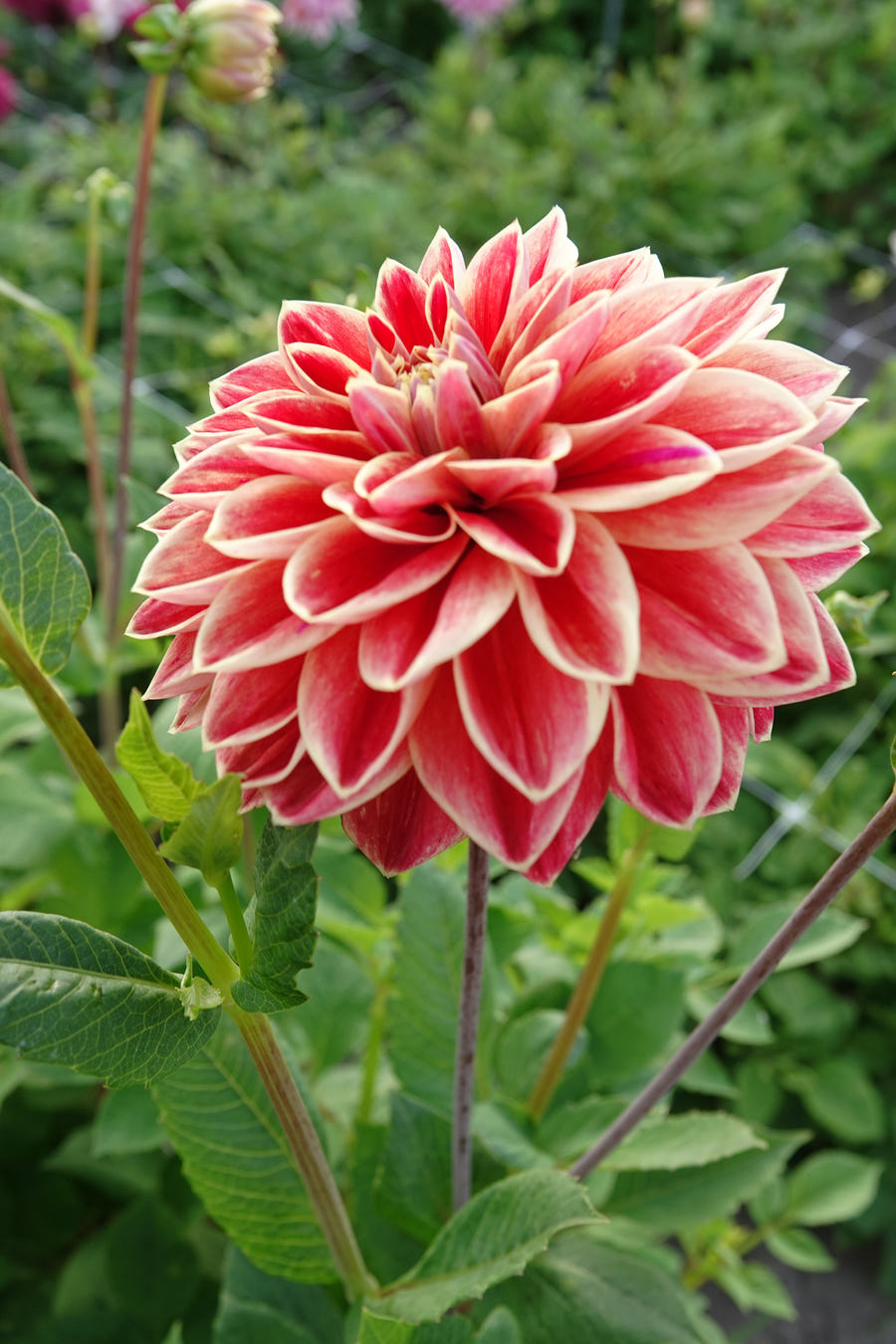 Dahlia Maxime