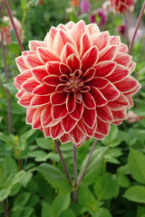 Dahlia Maxime