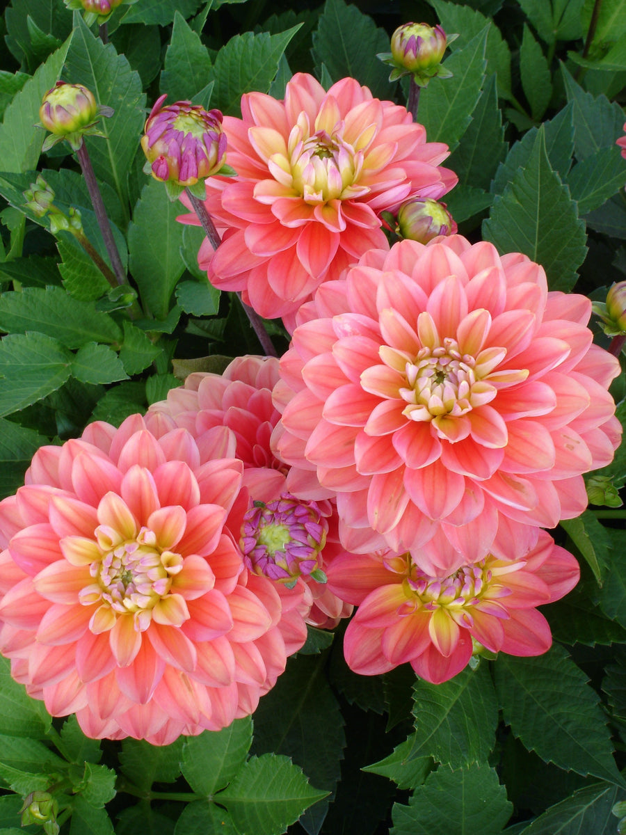 Dahlia Melody Allegro