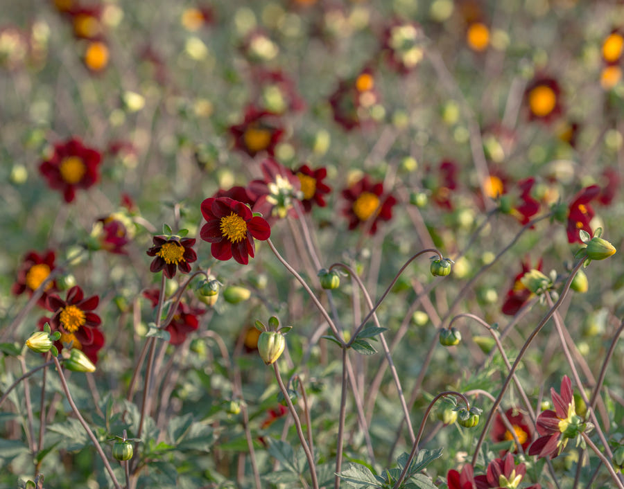 Cosmos Mexican Star