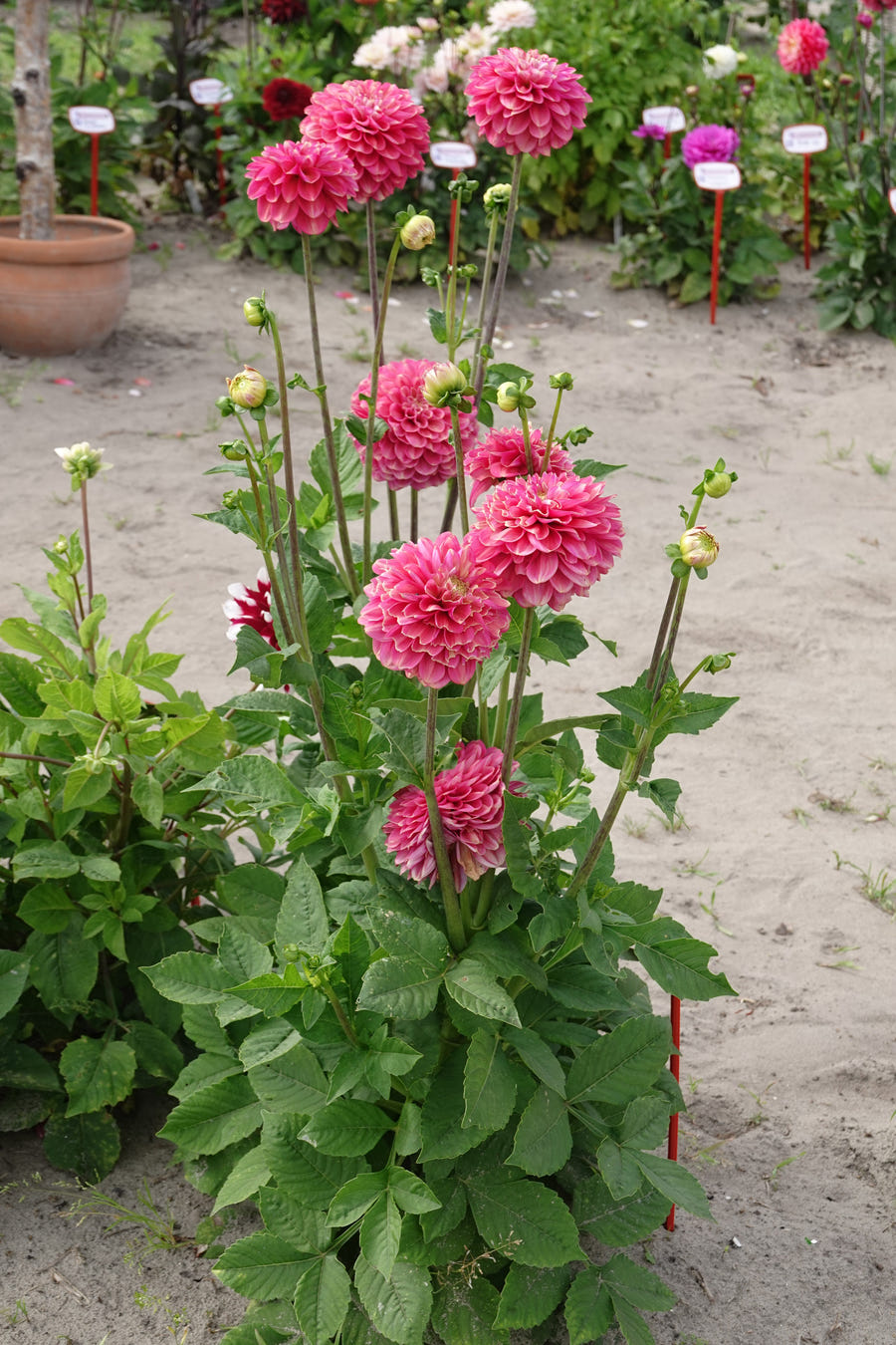Dahlia Milena Fleur