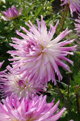 Dahlia Mingus Randy