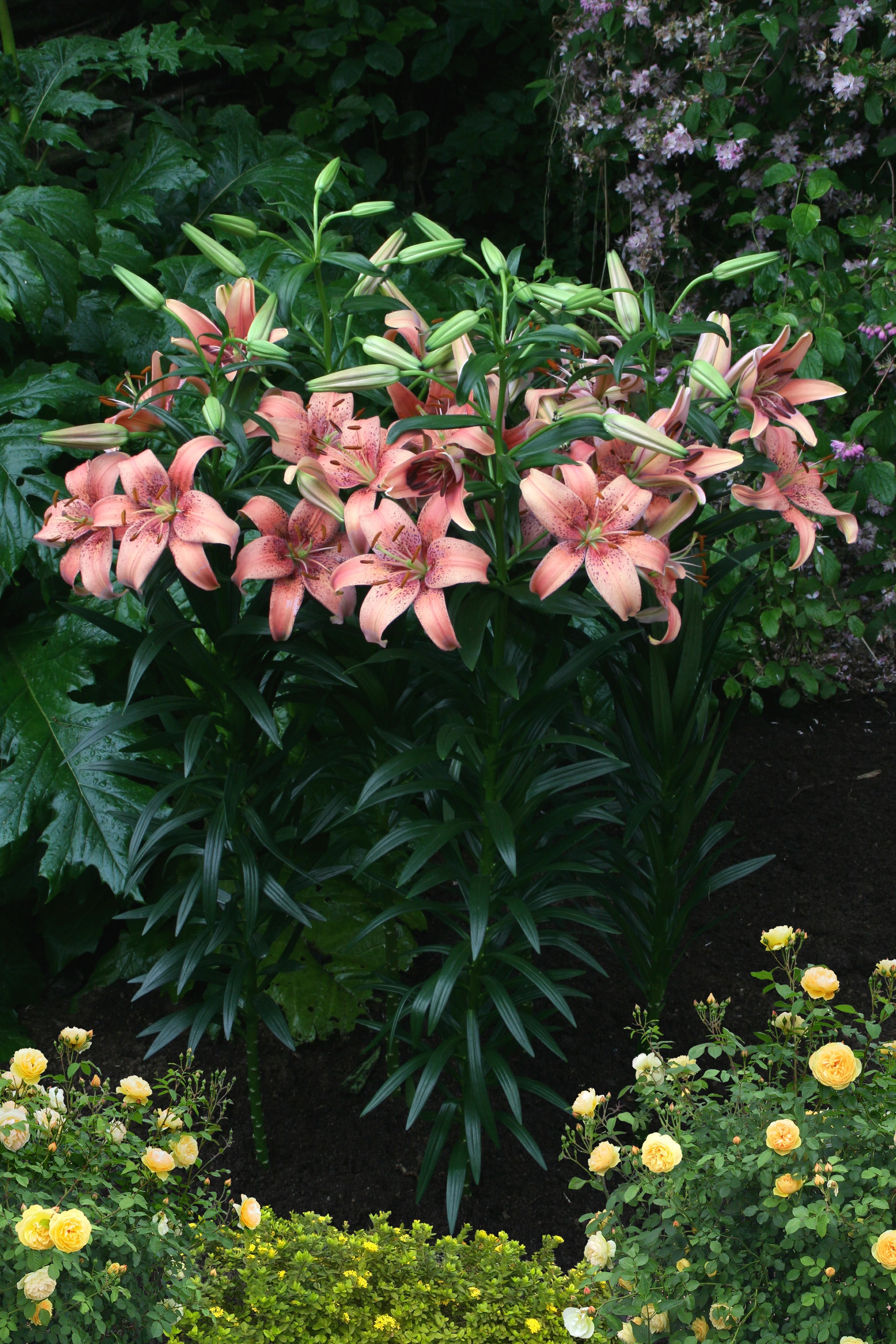Lilium Morpho Pink