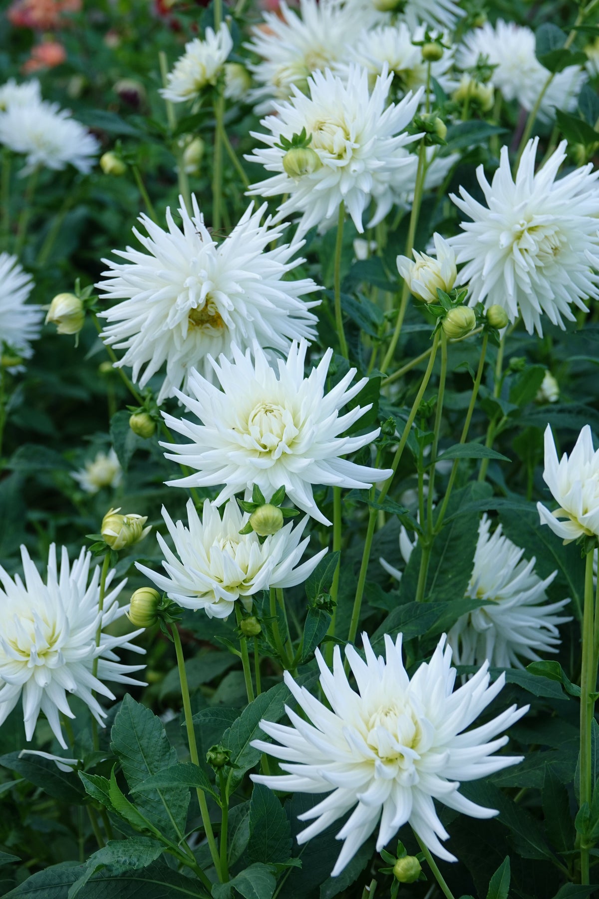Dahlia My Love