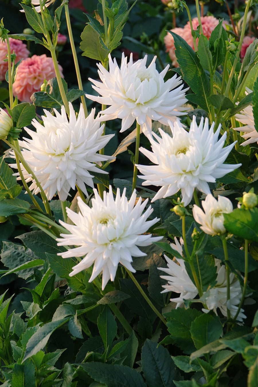 Dahlia My Love