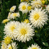 Collection Growing Love