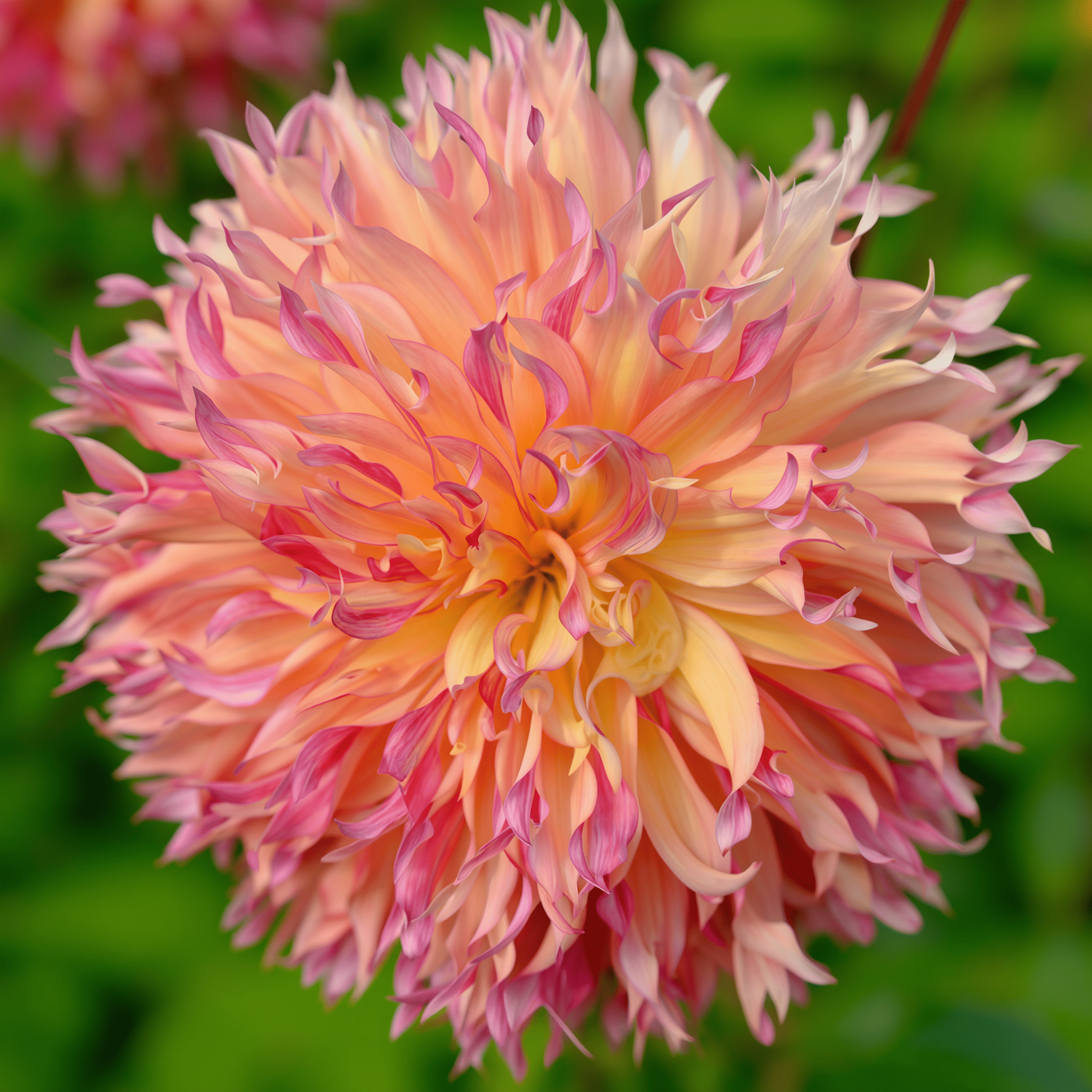 Dahlia Myrtl Folly